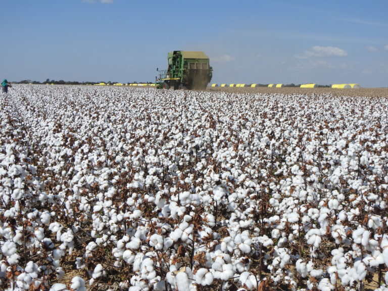 MT deverá exportar 35% a mais de algodão em 2022/23
