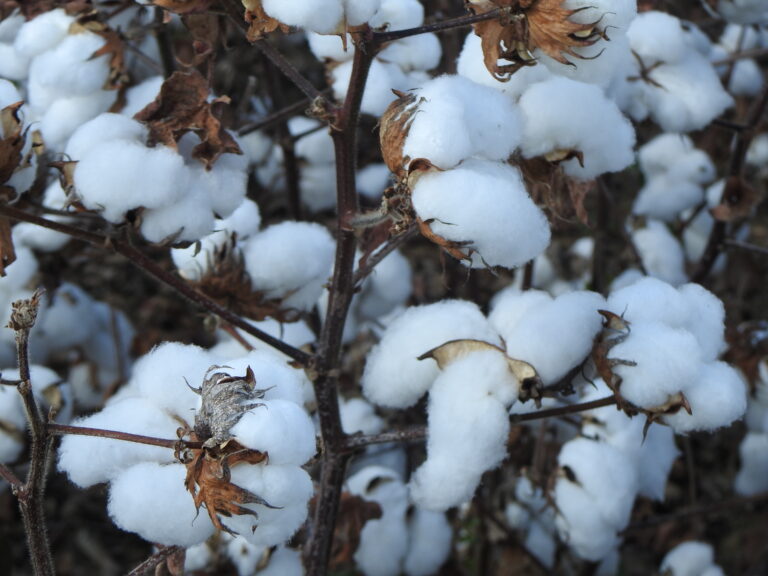 Algodão: preços recuam com mercado pouco movimentado