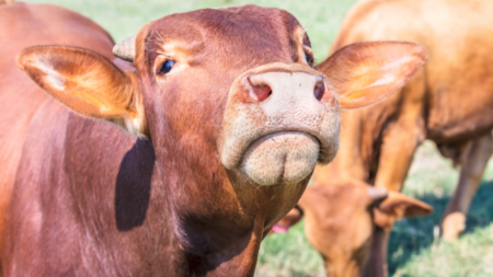 Qual a melhor alternativa para melhorar rebanho sem raça definida?