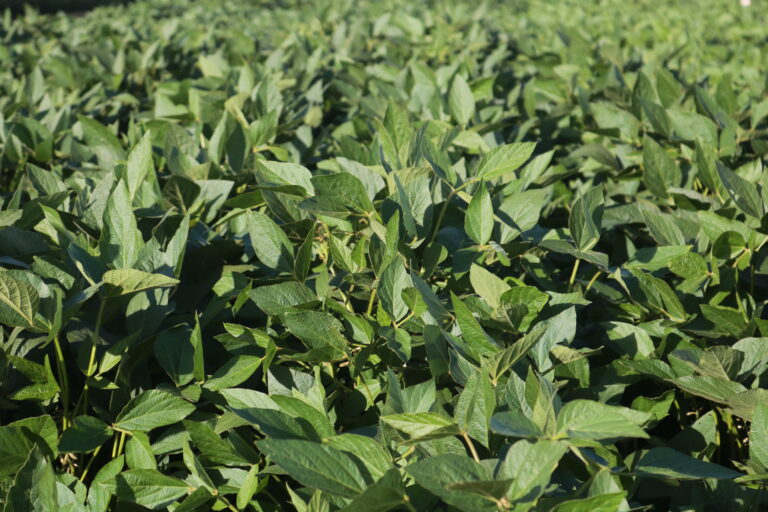 Soja: clima ruim em lavouras americanas segue influenciando Chicago