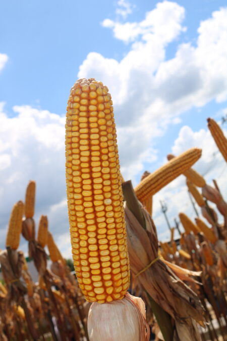 Milho: maior interesse internacional pelo grão brasileiro com a colheita da safrinha volumosa