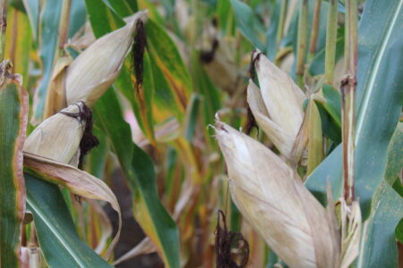 Milho a R$ 32 no MT: preço não cobre mais o custo de produção