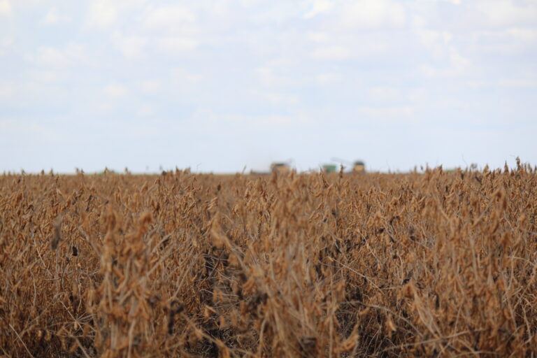 Soja no MT no menor preço em três anos