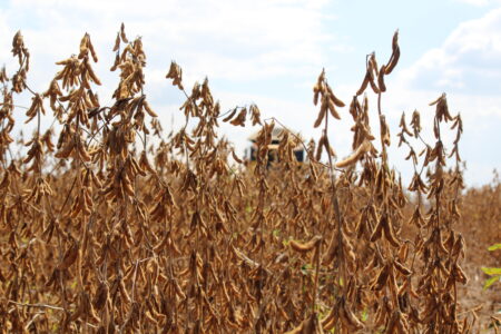 Soja: maio histórico para os embarques brasileiros. E clima preocupante nas lavouras americanas