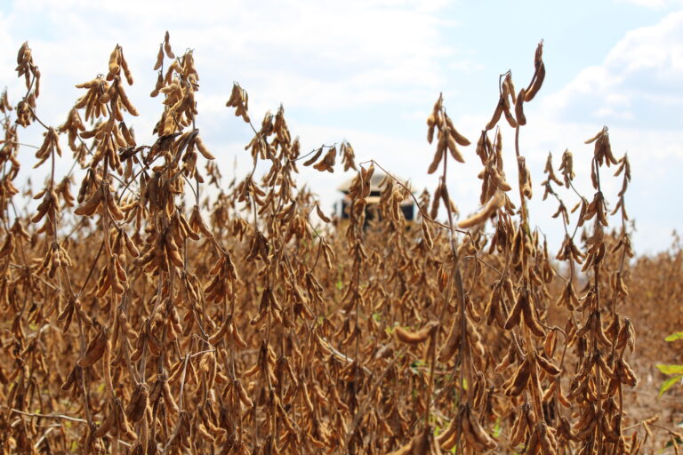 Soja: maio histórico para os embarques brasileiros. E clima preocupante nas lavouras americanas