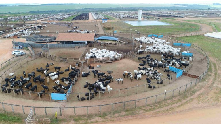 Momento é bom para fazer poupança de arrobas