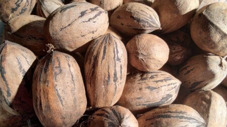 China é indispensável para produção brasileira de noz-pecã