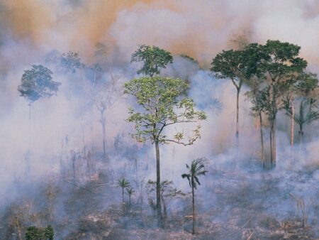 Amazônia e Cerrado têm o maior número de queimadas dos últimos 16 anos