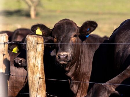 Primeira rota do Confina Brasil 2023 encerra com visitas em Goiás