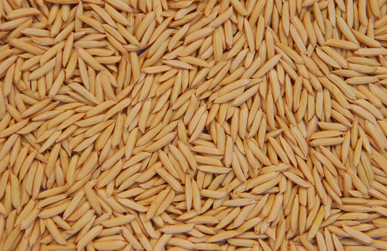 Arroz renova esperanças nas exportações