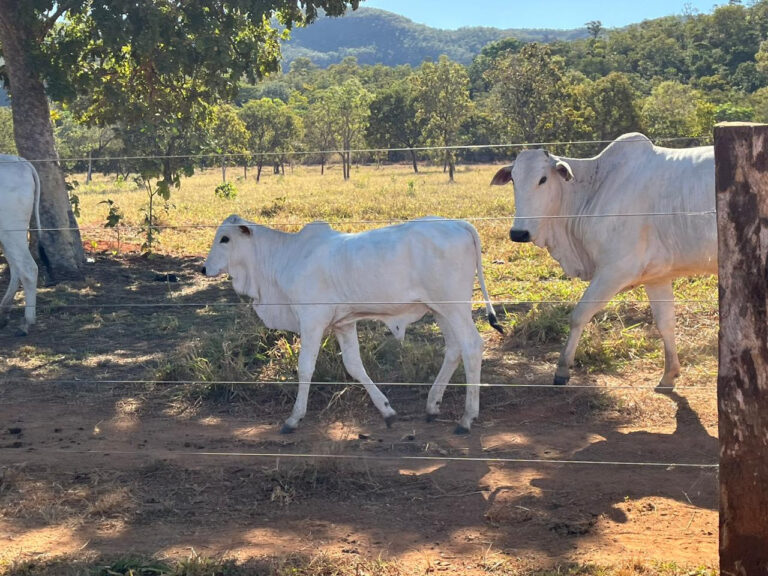 Com assistência técnica, propriedade atinge 95% de taxa de prenhez