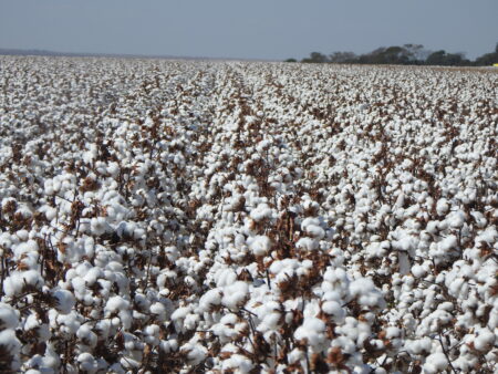 Brasil pode produzir mais de 3 milhões de toneladas de algodão pela segunda vez em 20 anos