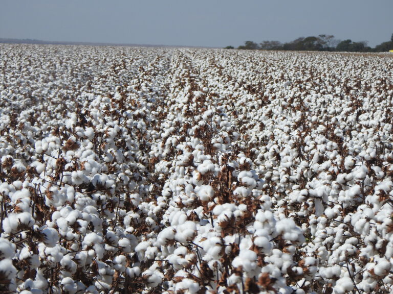 Brasil pode produzir mais de 3 milhões de toneladas de algodão pela segunda vez em 20 anos