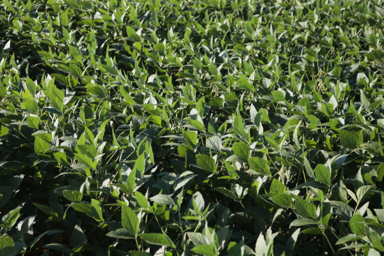 Chicago reage com alta ao relatório do USDA que reduz área e produção de soja americana