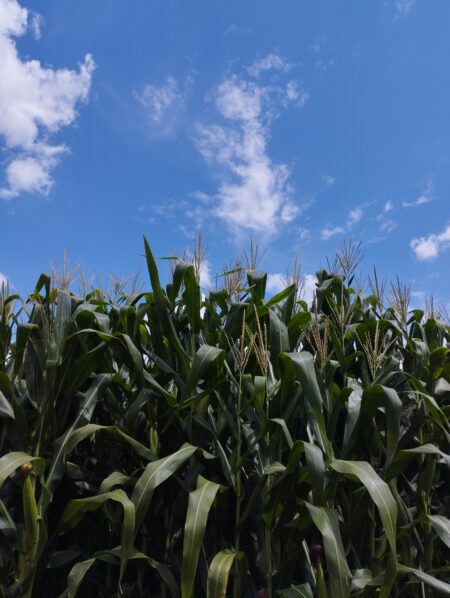 Milho: chuvas nos EUA e avanço da colheita no Brasil podem reduzir ainda mais as cotações