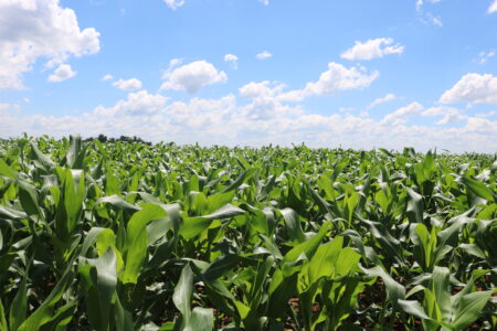 Previsão do USDA de mais área americana de milho tem reflexos diretos em Chicago