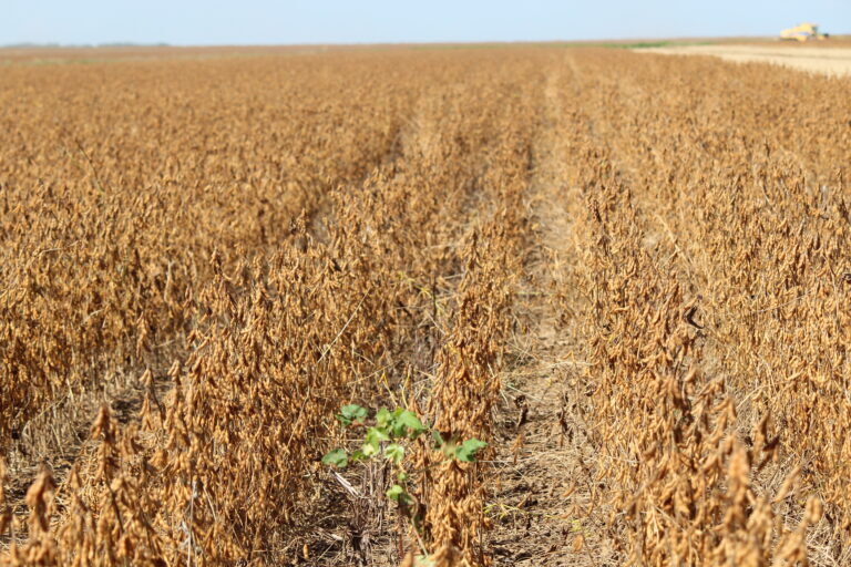 Impasse no Mar Negro leva a maior demanda pelo óleo da soja e Chicago reage positivamente