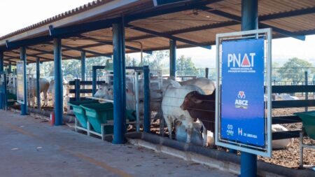 PNAT 2023: divulgados os touros classificados no TDEA