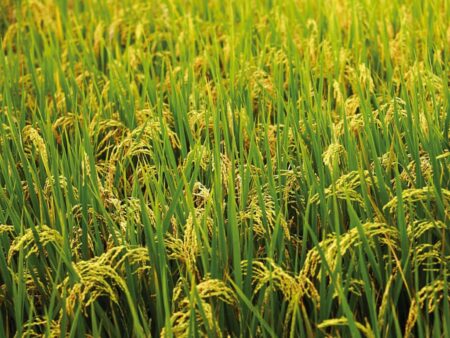 Arroz: após recorde, veja como estão os preços