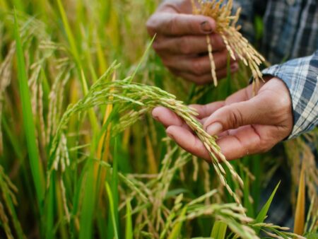 Arroz: superávit na balança comercial brasileira