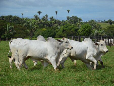 Pecuária: custos recuam no 1º semestre