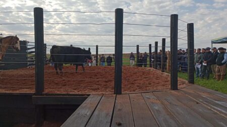 Melhoramento genético na II Gira de Corte Genex e Globalgen