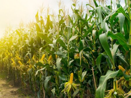 Desafios da supersafra brasileira de 2023