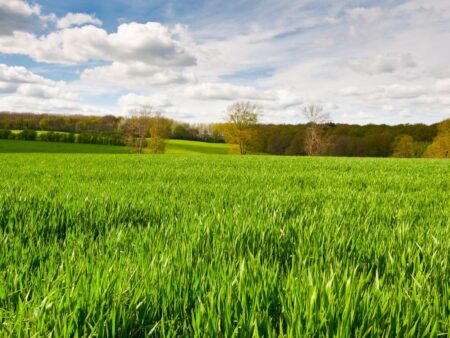Mapa quer investimentos estrangeiros em terras agrícolas brasileiras