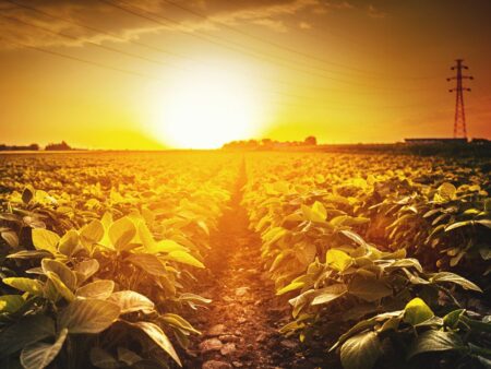 Soja: entenda por que o preço subiu