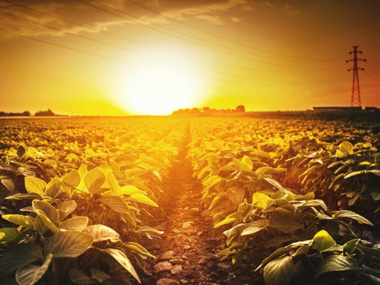 Soja: entenda por que o preço subiu