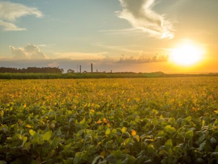 Soja volta aos preços de 2020. Entenda o porquê