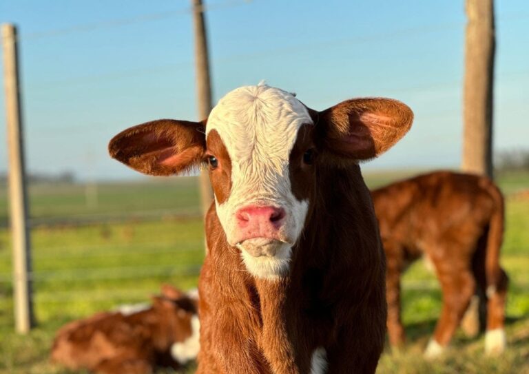 “No mesmo espaço onde se cria um animal médio, é criado um animal bom”, diz pecuarista