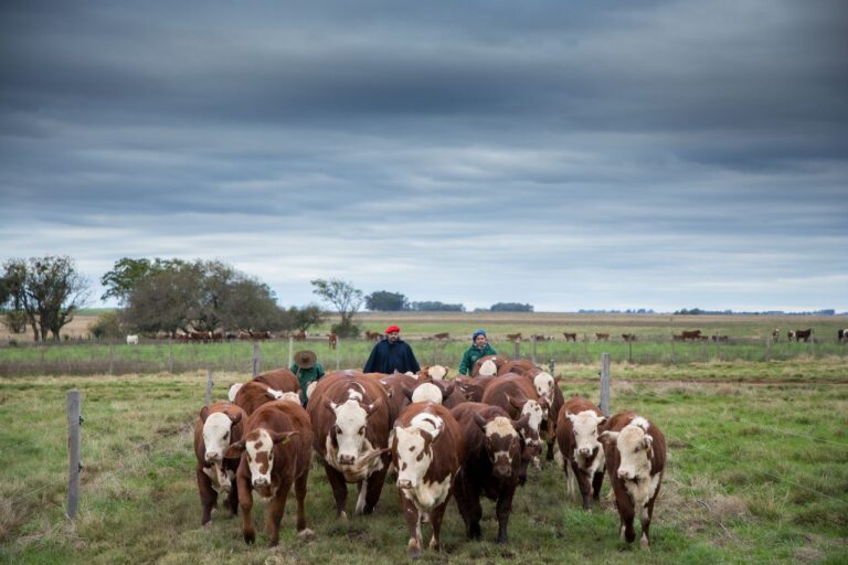 Ritmo de big tech no crescimento do agro