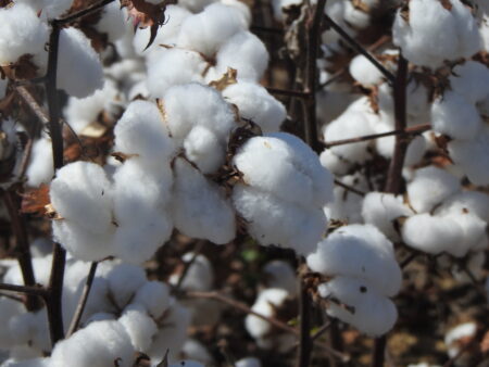 Incertezas da economia mundial reduzem as exportações brasileiras de algodão