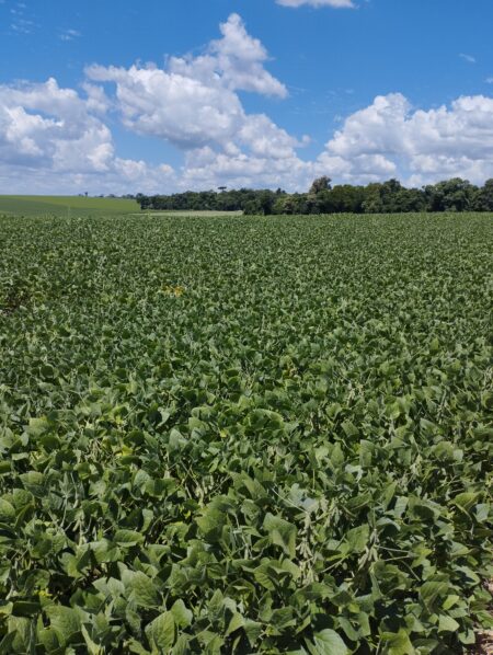 Soja 2023/24: clima previsto favorável leva o USDA a estimar novo recorde brasileiro