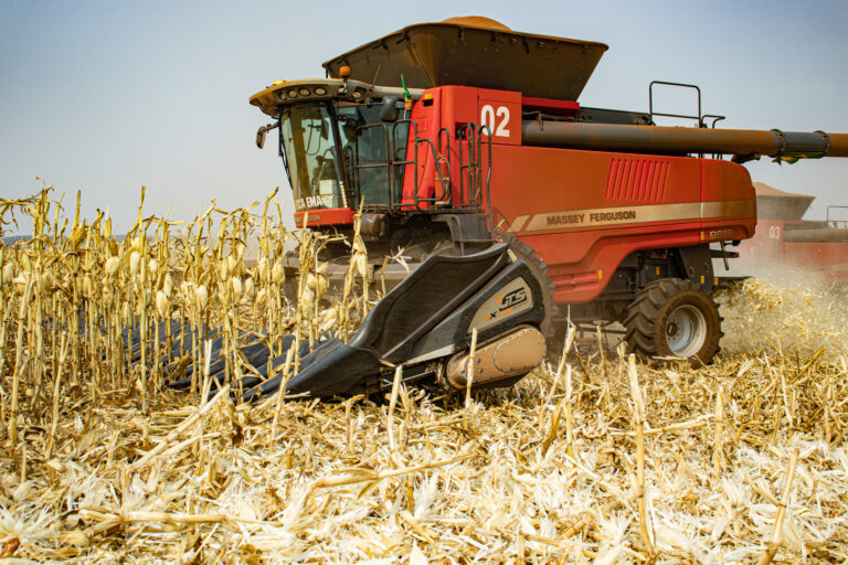 Milho: exportações são 36% superiores a agosto/22, mas no exterior trigo russo vira concorrente