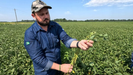 Soja nos EUA: solos secos, ondas de calor e falta de chuvas