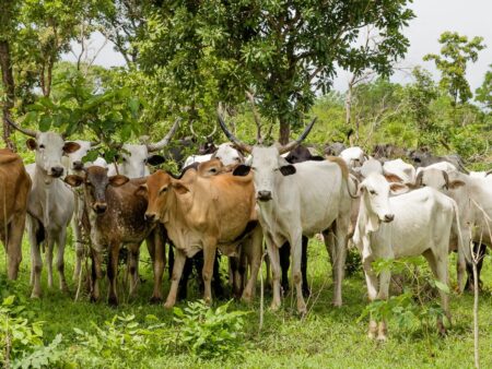 ExpoGenética 2023: temporada de leilões começa no dia 15 de agosto