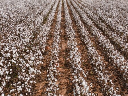 Algodão: veja por quanto você deve vender a pluma