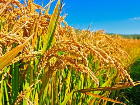 Preços do arroz estão em alta
