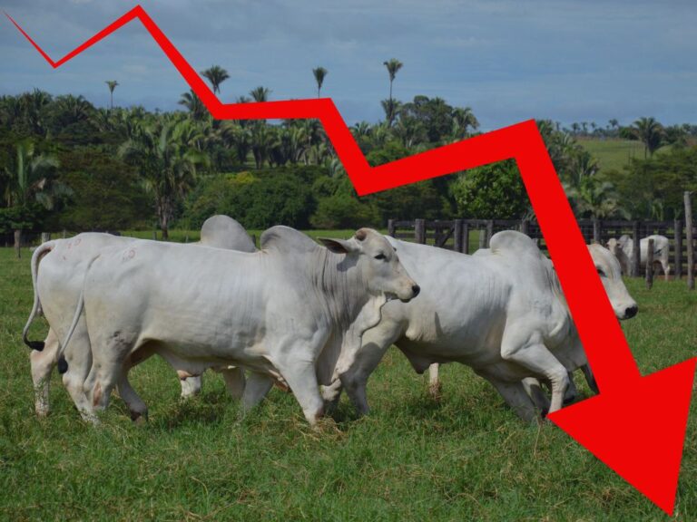 Por que a arroba do boi está tão baixa?