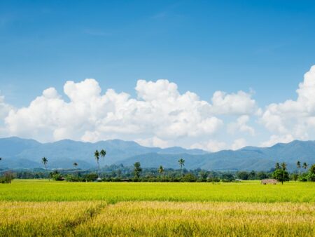 Arroz tem os maiores preços no BR desde dez/2020