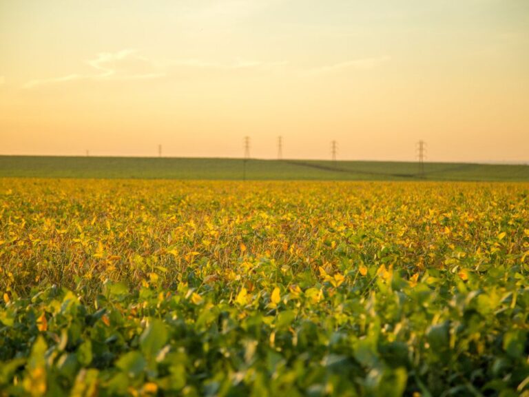 Soja: produção no PR da safra 23/24 deve ficar abaixo da anterior