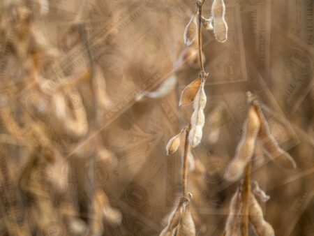 Soja: influências da baixa do Dólar e de Chicago