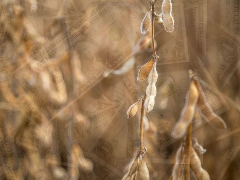 Soja: influências da baixa do Dólar e de Chicago