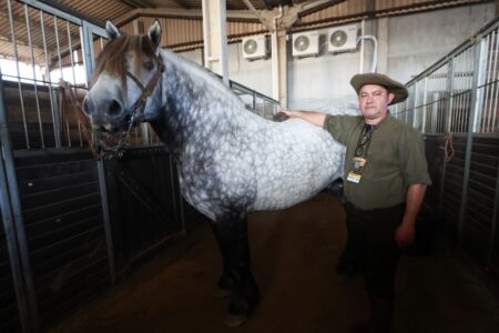 Quando pequenos e gigantes se encontram na Expointer