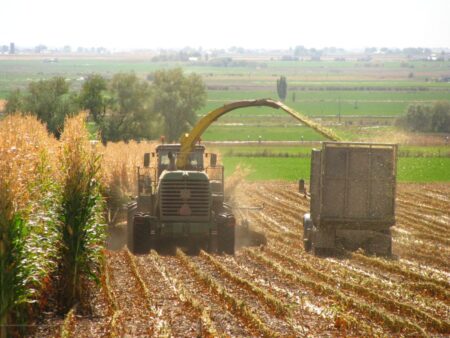 Milho: colheita da 1ª safra 2023/24 atinge 51%