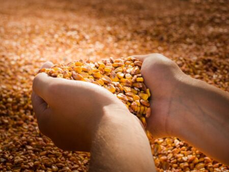 Safra de grãos no Brasil em 2022/23 deve ser de 320 mi de toneladas