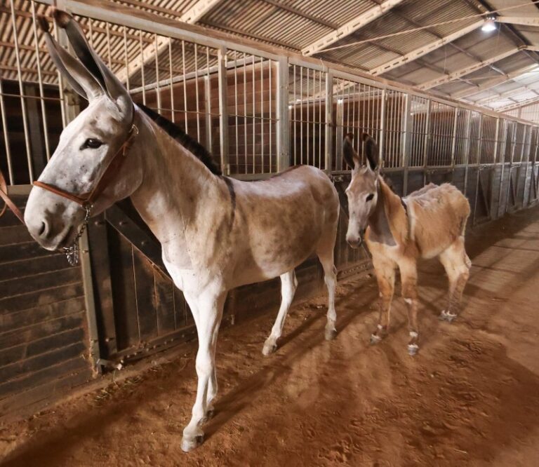 Jumentos voltam à Expointer após lacuna de 34 anos