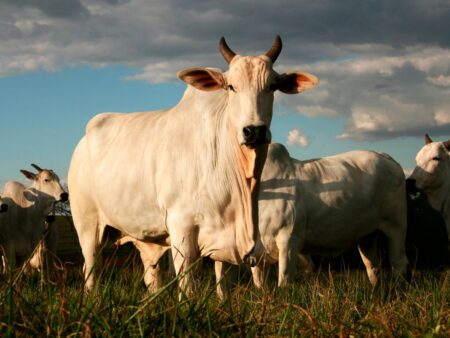 Leilão Touros Nelore VC acontece em 26 de agosto